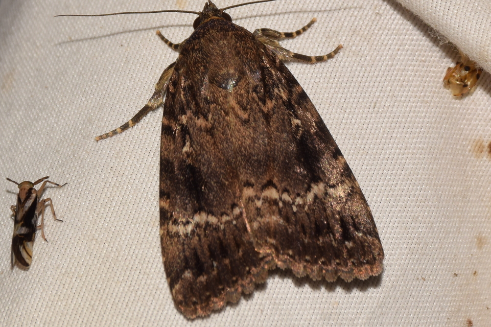 Amphipyra pyramidea - fahéjszínű bagoly