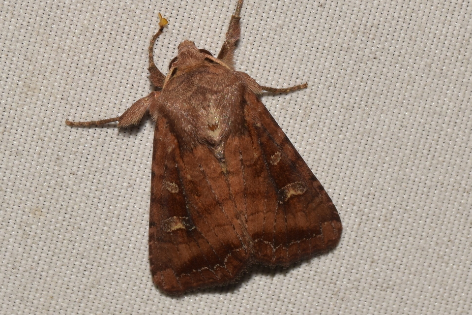 Lacanobia splendens - mocsári kertibagoly