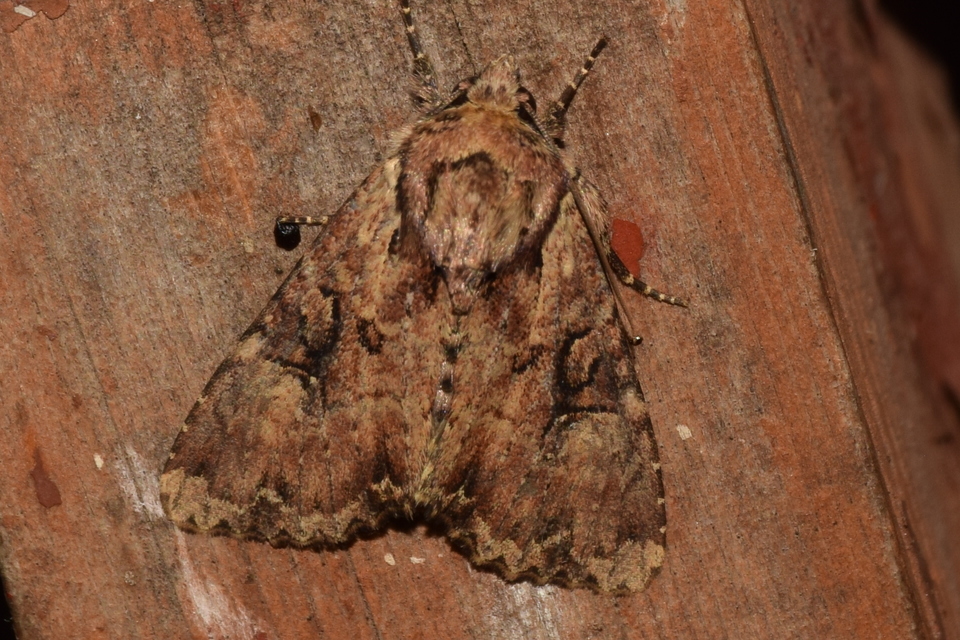 Apamea epomidion - vörösbarna dudvabagoly