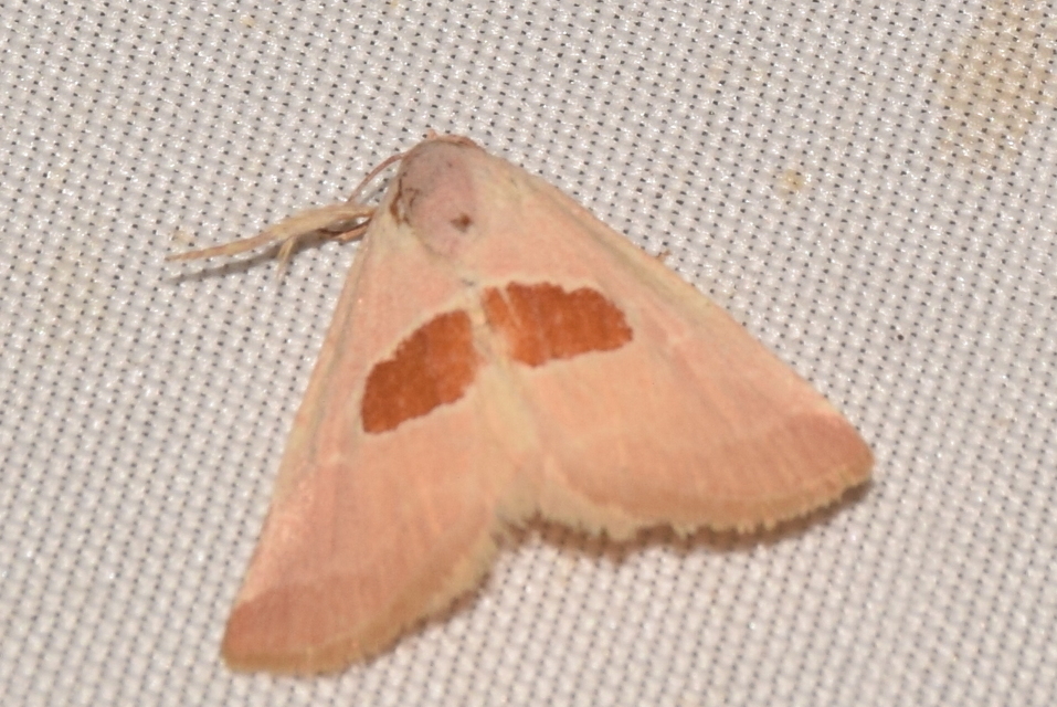 Calymma communimacula - pajzstetűfaló bagoly