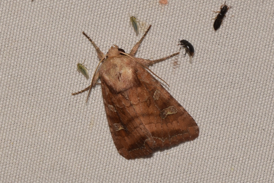 Lacanobia splendens - mocsári kertibagoly