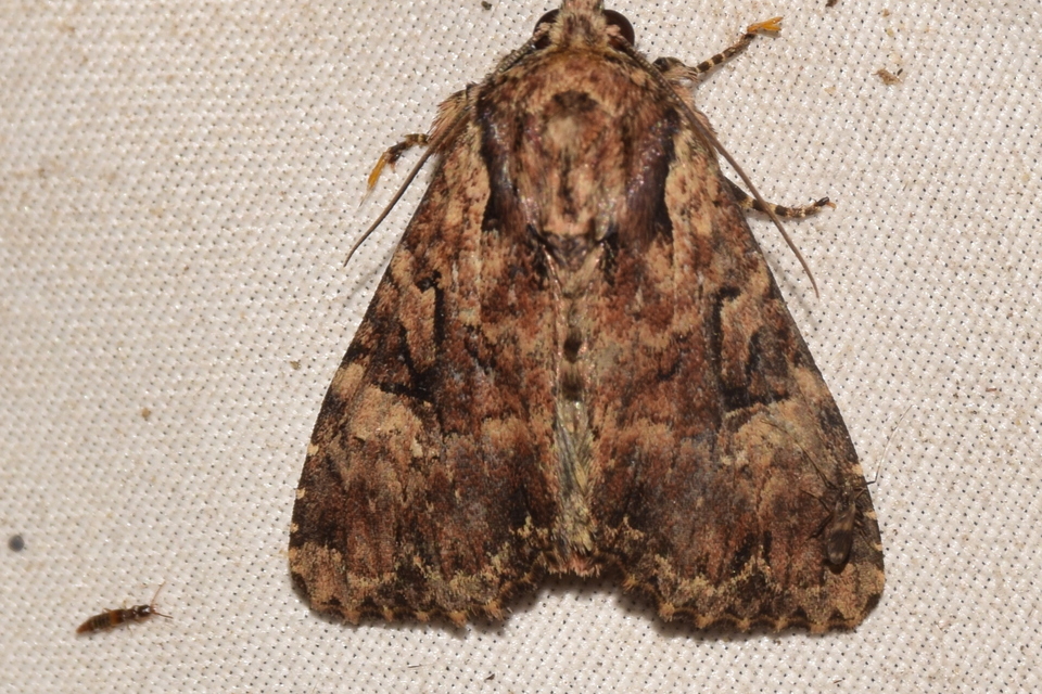 Apamea epomidion - vörösbarna dudvabagoly