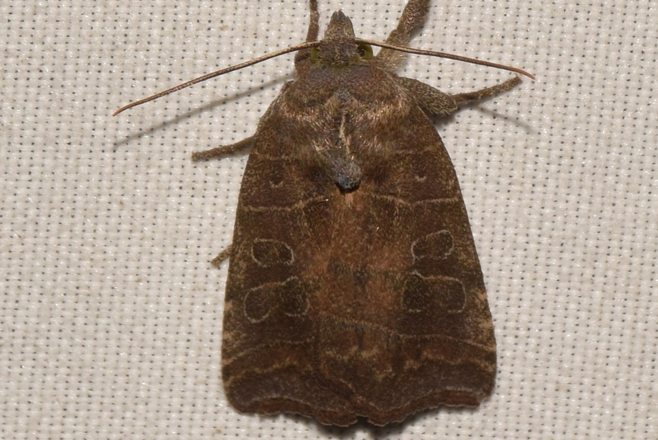 Ipimorpha retusa - sarlós fűzbagoly