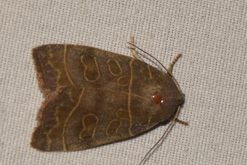 Ipimorpha subtusa - csúcsos nyárfabagoly