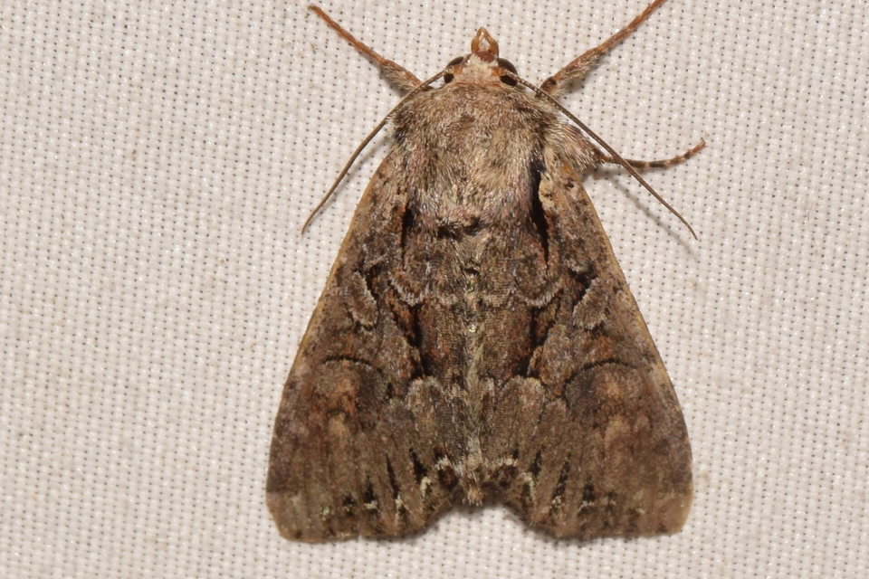Lacanobia thalassina - borbolya-kertibagoly