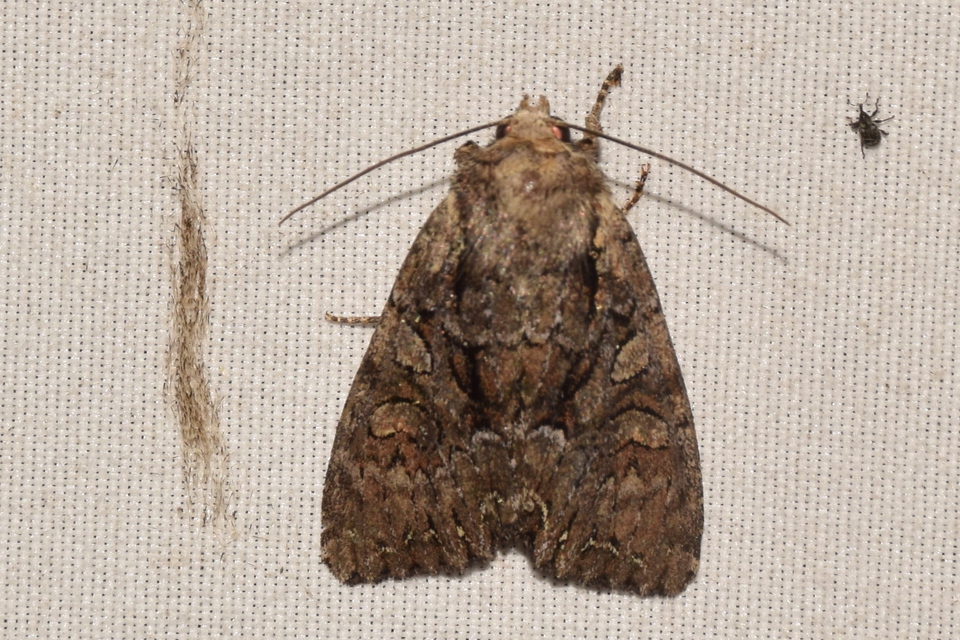 Lacanobia thalassina - borbolya-kertibagoly