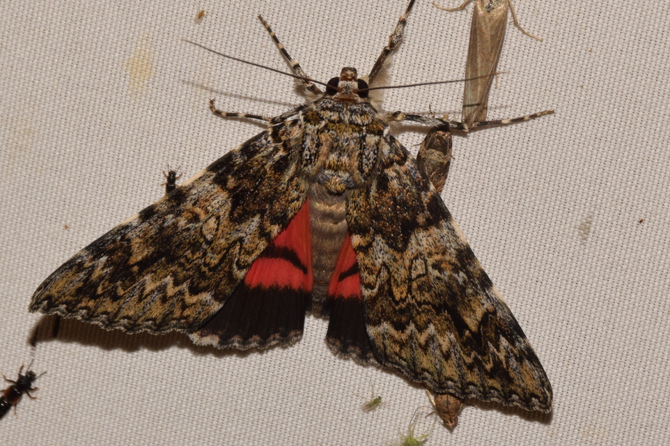 Catocala promissa - kis tölgyfa-övesbagoly