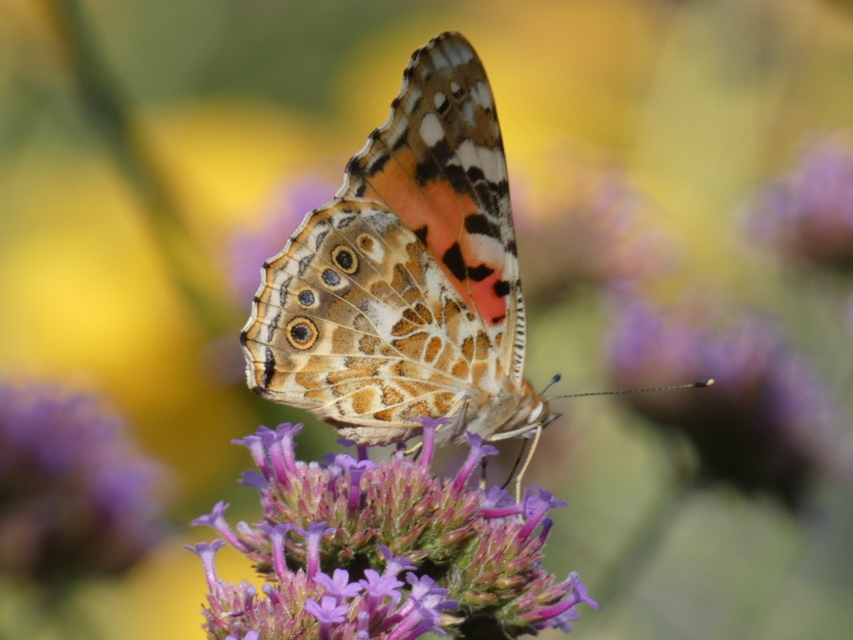 Vanessa cardui - bogáncslepke