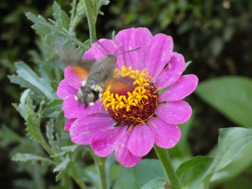 Macroglossum stellatarum - kacsafarkú szender