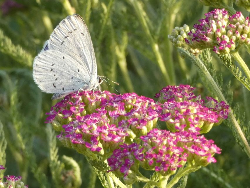Celastrina argiolus - bengeboglárka