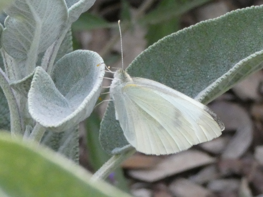 Pieris rapae - répalepke