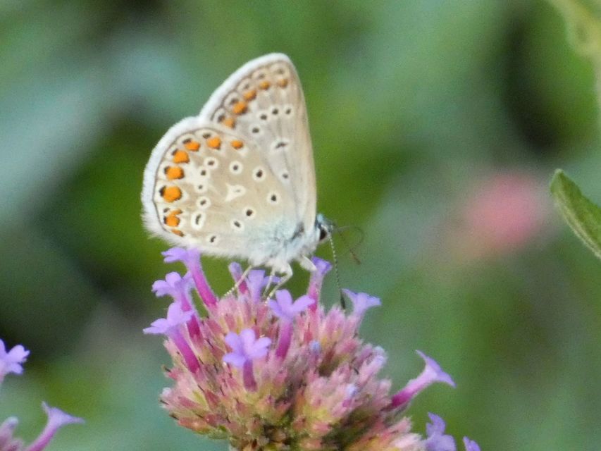 Polyommatus icarus - közönséges boglárka