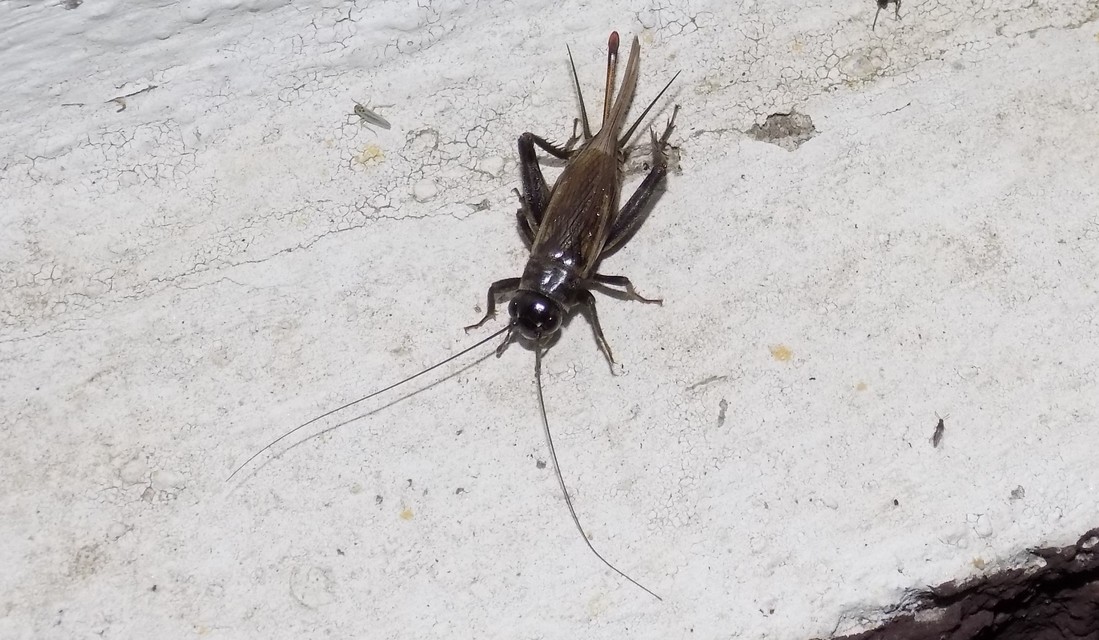 Eumodicogryllus bordigalensis - bordói tücsök
