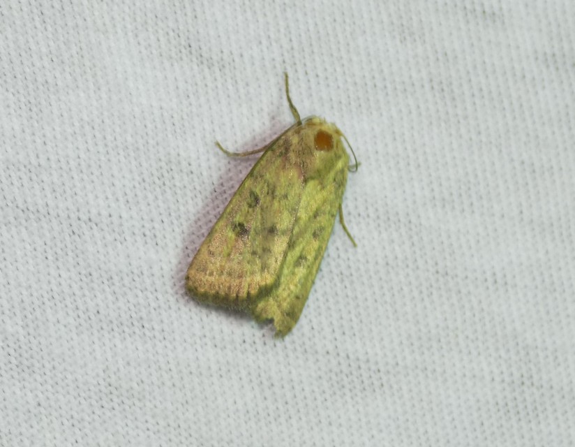 Hoplodrina octogenaria - barna selymesbagoly