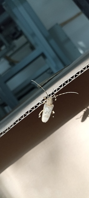 Saperda carcharias - nagy nyárfacincér