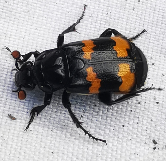 Nicrophorus interruptus - sárgaszőrű temetőbogár