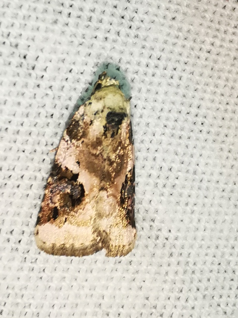 Pseudeustrotia candidula - fehéres apróbagoly