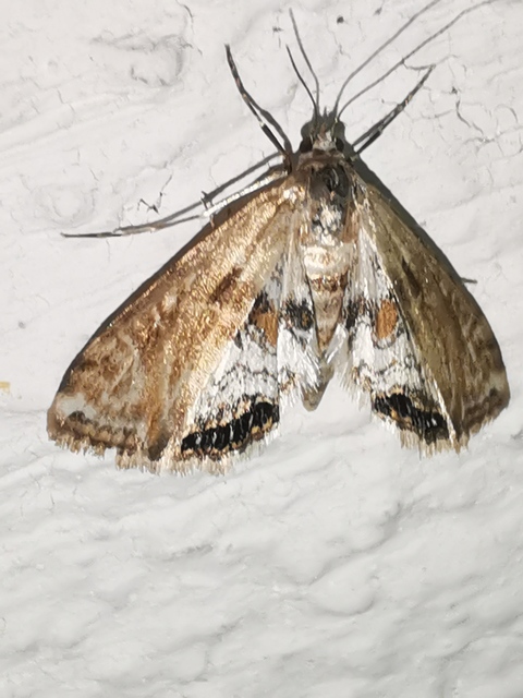 Cataclysta lemnata - békalencsemoly