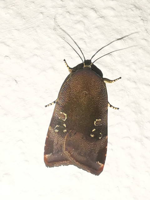 Noctua janthe/janthina