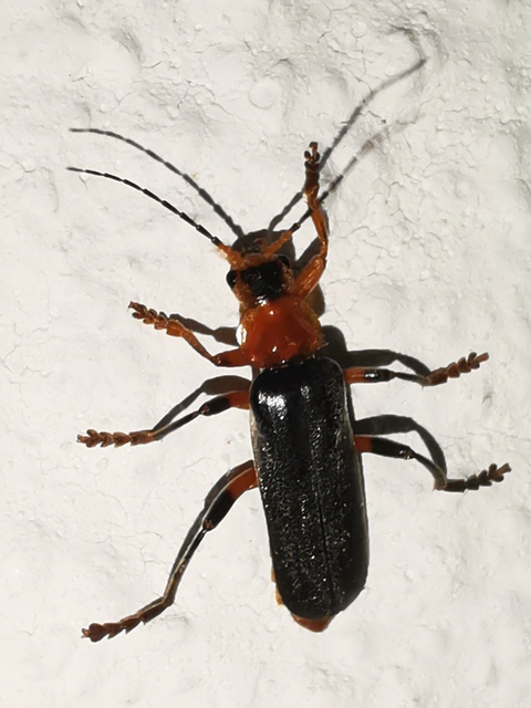 Cantharis livida - mezei lágybogár