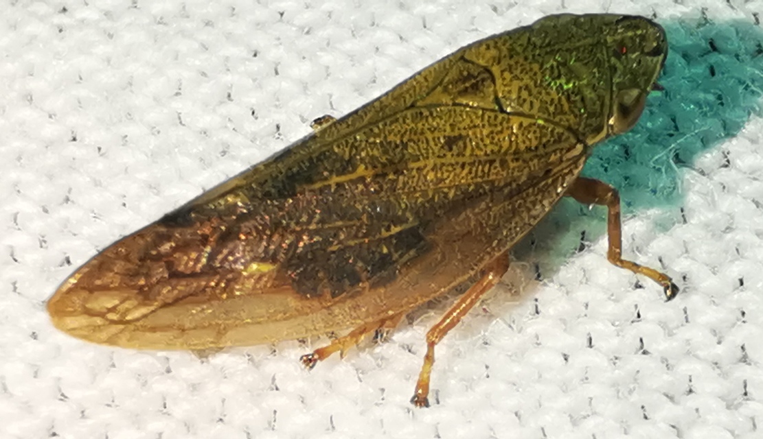 Aphrophora salicina