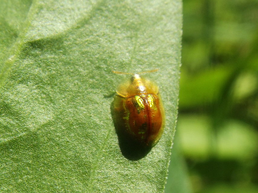 Cassida subreticulata - aranyfényű pajzsbogár Cassida subreticulata - aranyfényű pajzsbogár