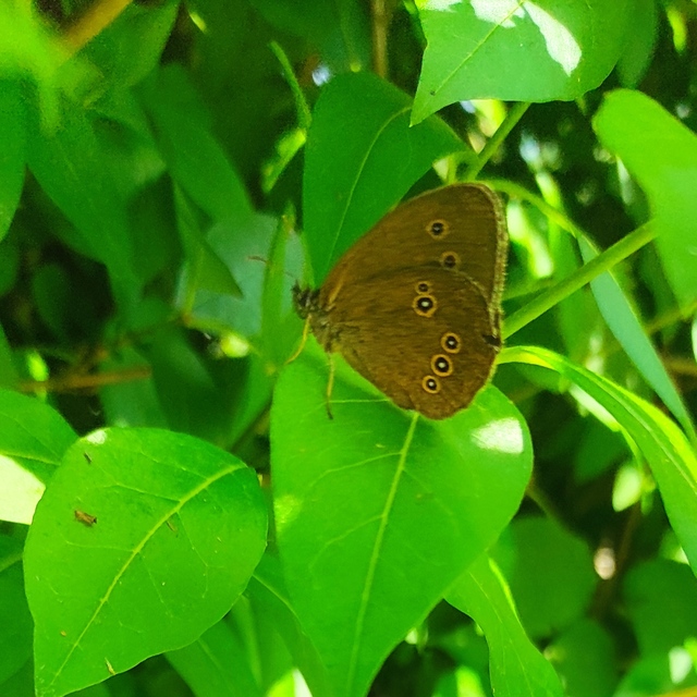 Aphantopus hyperanthus - közönséges ökörszemlepke