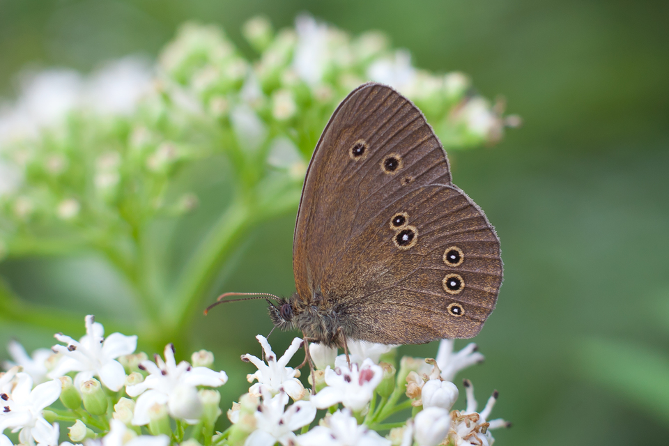 Aphantopus hyperanthus - közönséges ökörszemlepke