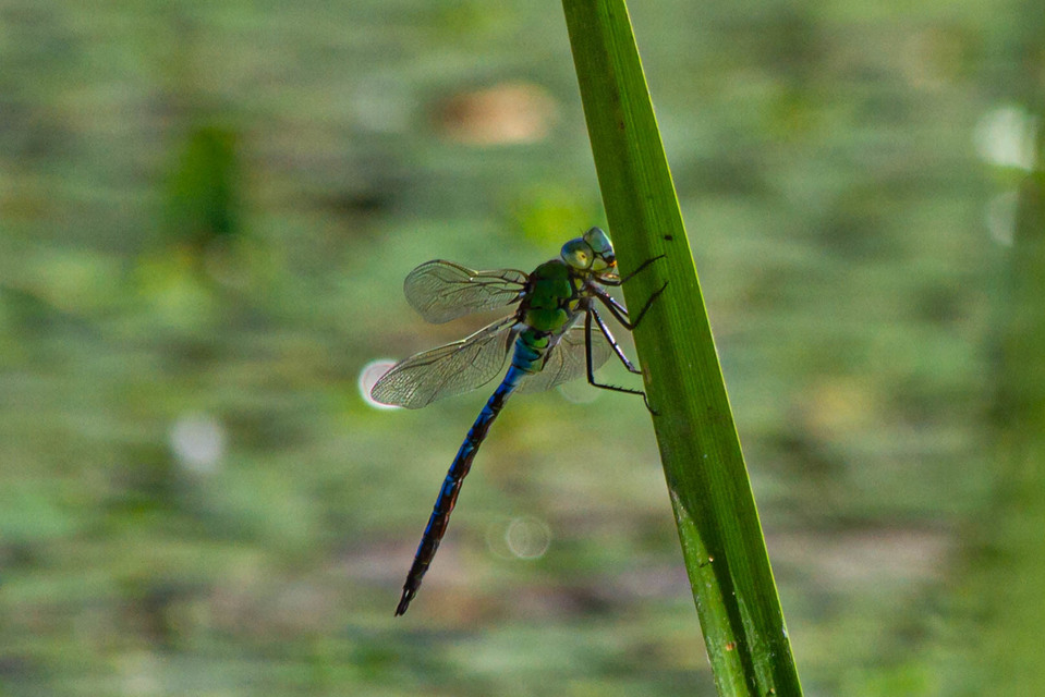 Anax imperator - zöld óriásacsa