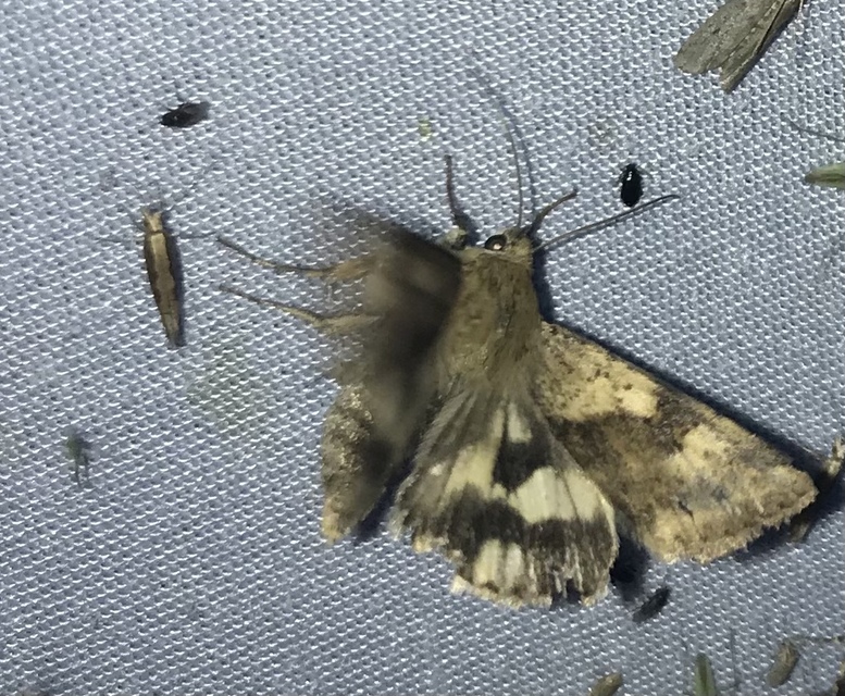 Heliothis adaucta - somkóróbagoly