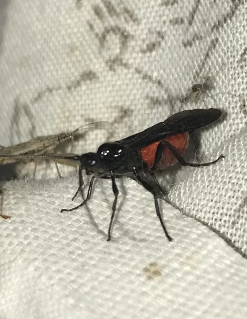 Braconidae - gyilkosfürkészek
