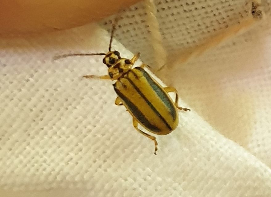 Xanthogalerucella luteola - szilfa-olajosbogár