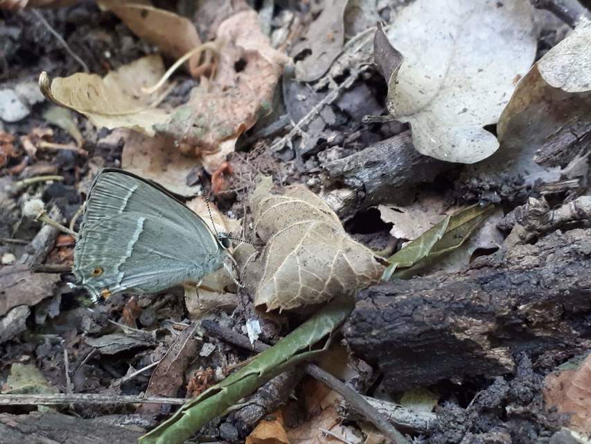 Neozephyrus quercus - tölgyfalepke