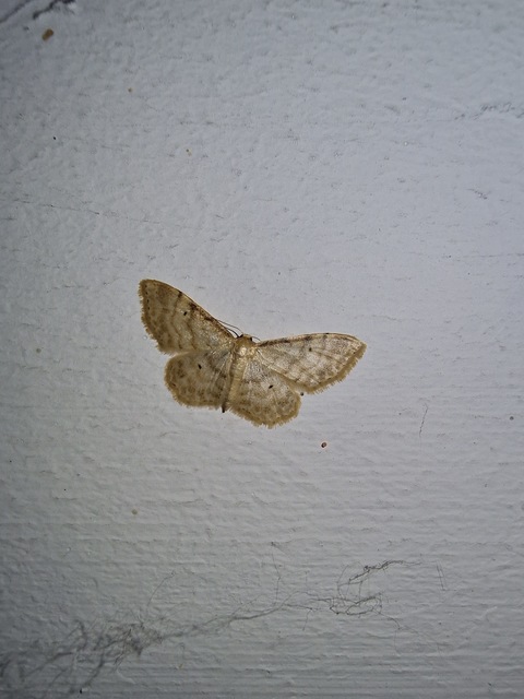 Idaea fuscovenosa - szürkeszélű apróaraszoló