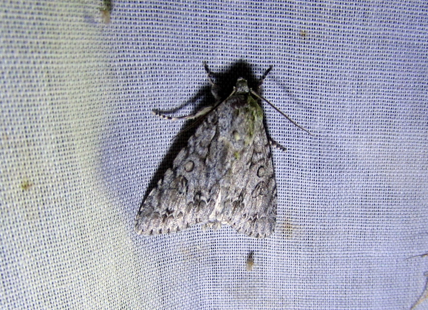 Acronicta aceris - vadgesztenye-szigonyosbagoly