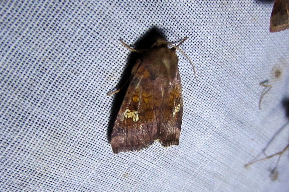 Amphipoea oculea - nagyfoltú lápibagoly