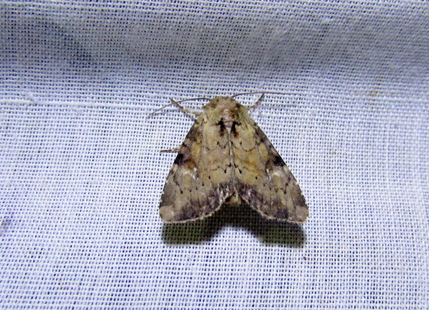 Loscopia scolopacina - csinos dudvabagoly