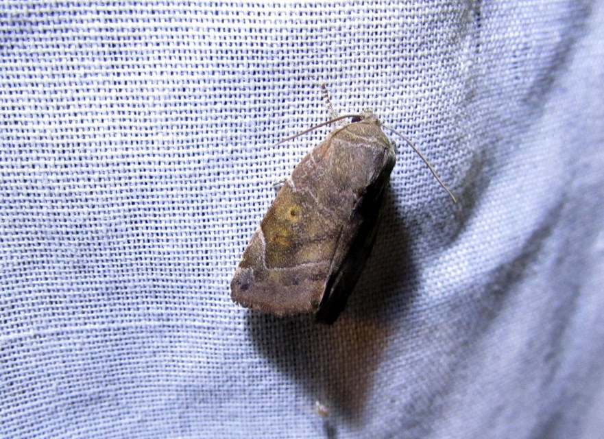 Cosmia affinis - barna lombbagoly