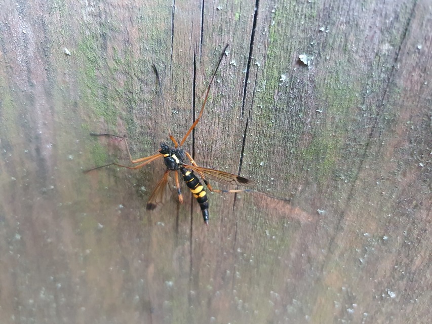 Ctenophora festiva