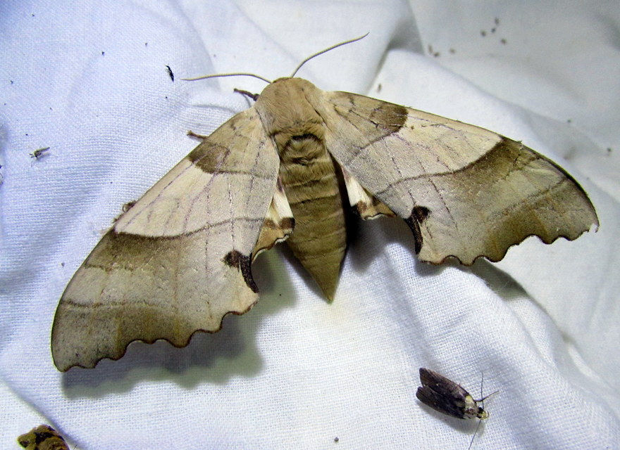 Marumba quercus - tölgyfaszender