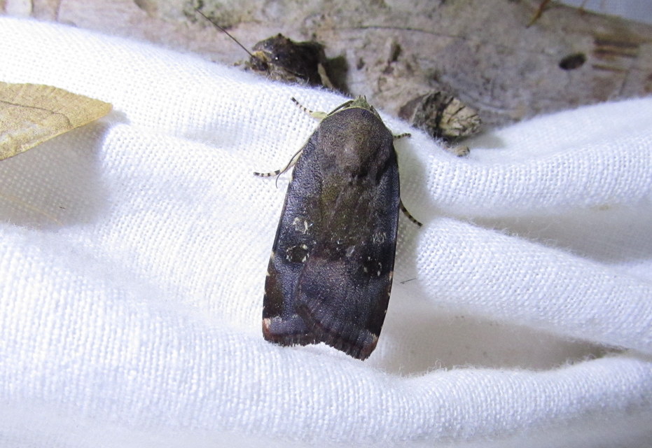 Noctua janthe/janthina