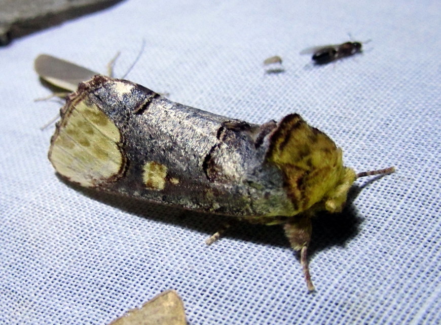 Phalera bucephaloides - magyar púposszövő