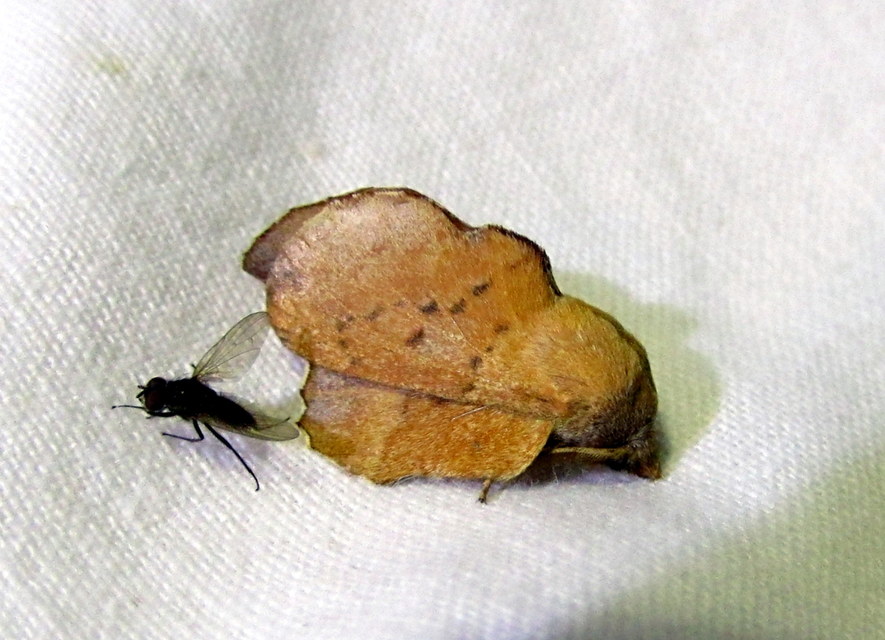 Phyllodesma tremulifolia - nyárlevélpohók