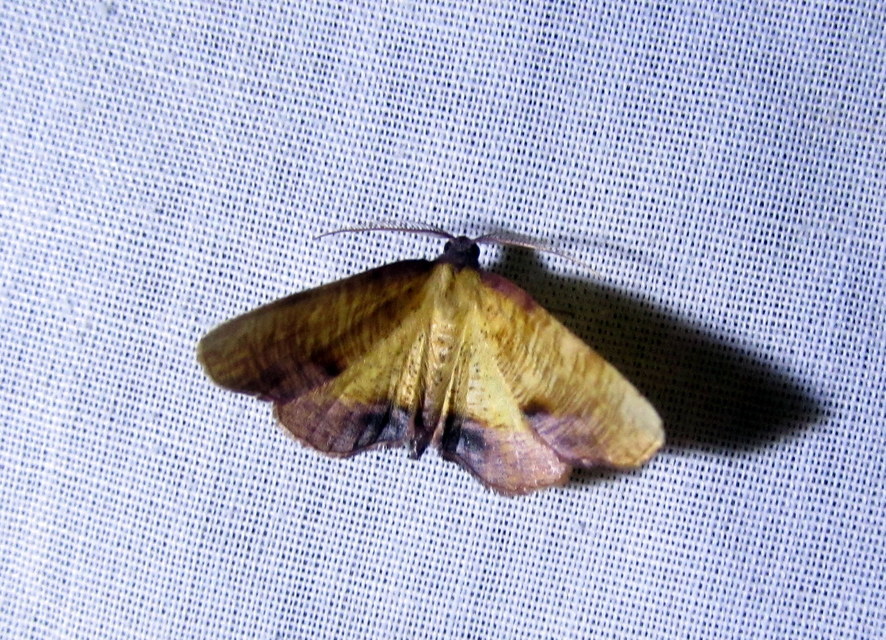 Plagodis dolabraria - baltaszárnyú araszoló