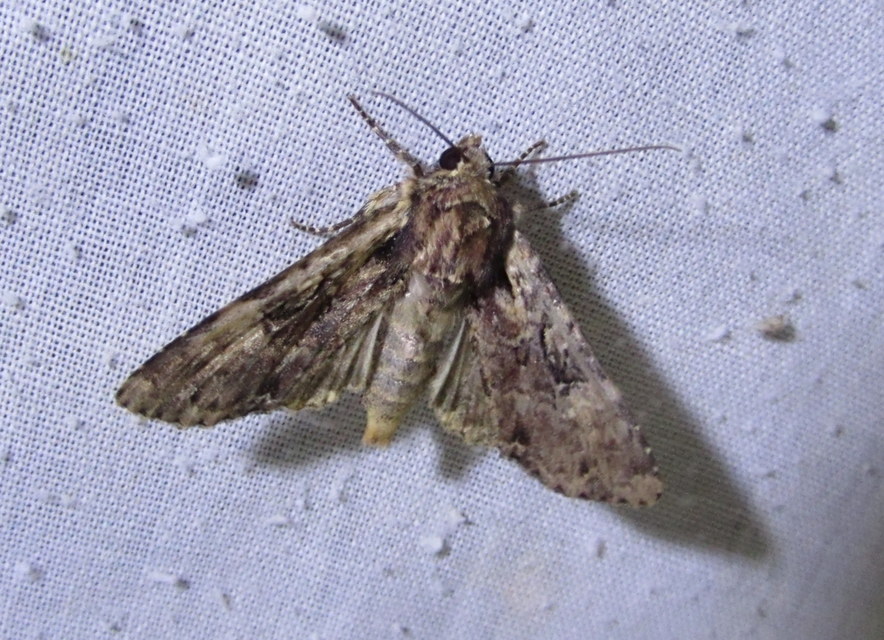 Apamea epomidion - vörösbarna dudvabagoly