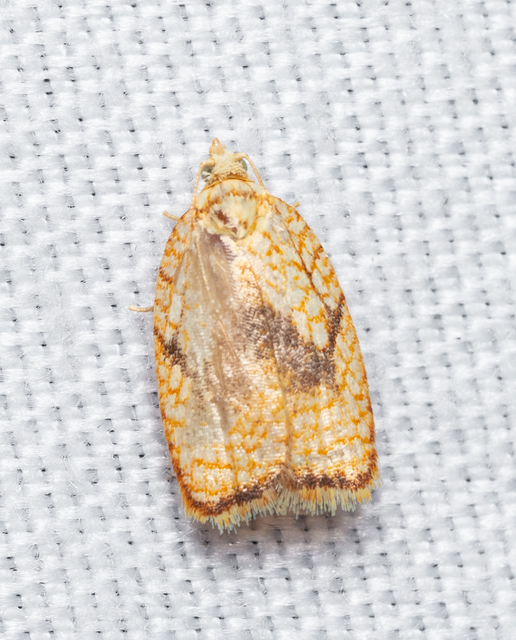 Acleris forsskaleana - juharos levélmoly