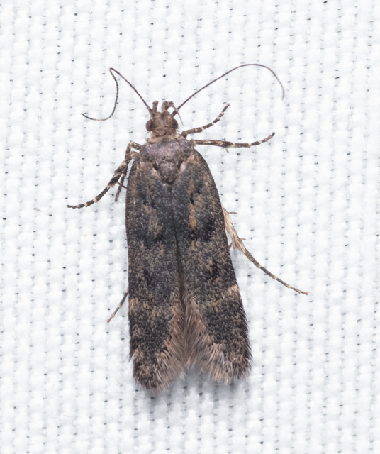 Gelechiidae - sarlósajkú-molylepkefélék