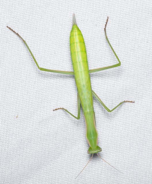 Mantis religiosa - imádkozósáska