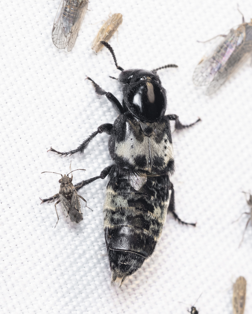 Creophilus maxillosus - dögész holyva