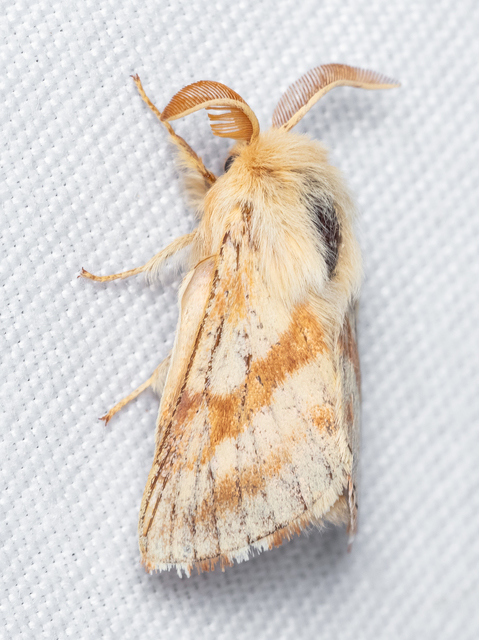 Malacosoma castrensis - kutyatejszövő